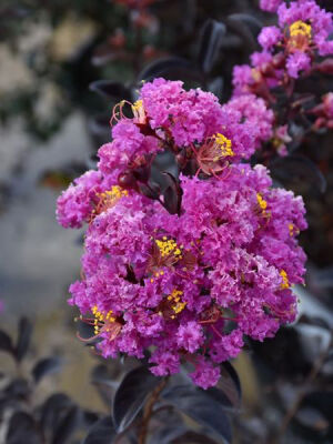 LAGERSTROMIA INDICA BLACK DİAMOND''Purely purple''(Siyah yap. mor çiçekli Oya ağacı) FIDANI - 
