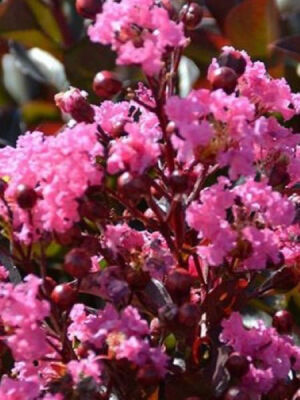 LAGERSTROMIA INDICA BLACK DİAMOND''Rhapsody in pink''(Siyah yap. pembe çiçekli Oya ağacı) FIDANI - 