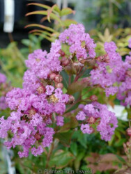 LAGERSTROMIA INDICA ''Eternal''(Lila renk Çiçekli Oya ağacı) FIDANI - 1