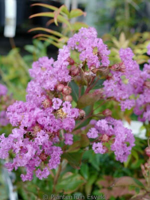 LAGERSTROMIA INDICA ''Eternal''(Lila renk Çiçekli Oya ağacı) FIDANI - 