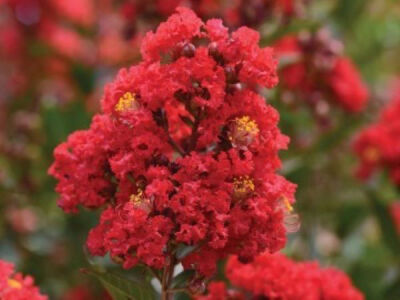 LAGERSTROMIA INDICA ''Magnifica rubra''(Kırmızı Çiçekli Oya ağacı) FIDANI - 