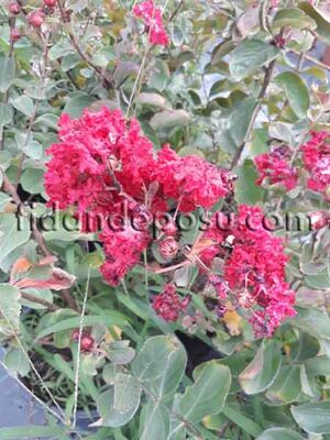 LAGERSTROMIA INDICA (Oya ağacı) FIDANI - 