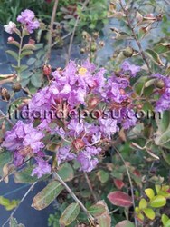 LAGERSTROMIA INDICA (Oya ağacı) FIDANI - Thumbnail