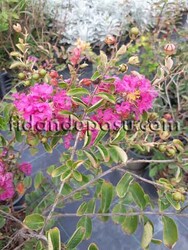 LAGERSTROMIA INDICA (Oya ağacı) FIDANI - Thumbnail