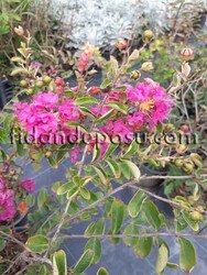 LAGERSTROMIA INDICA (Oya ağacı) FIDANI - 3