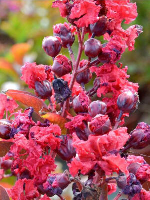 LAGERSTROMIA INDICA ''Petite Red''(Kırmızı Çiçekli Bodur Oya ağacı) FIDANI - 