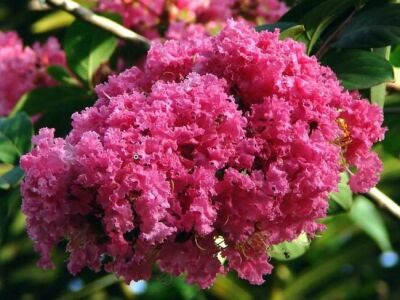 LAGERSTROMIA INDICA ''Seaburn''(Pembe Çiçekli Oya ağacı) FIDANI - 