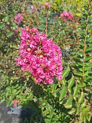 LAGERSTROMIA INDICA ''Seaburn''(Pembe Çiçekli Oya ağacı) FIDANI - 
