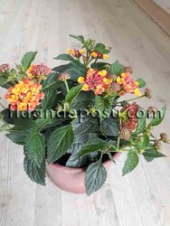 LANTANA CAMARA(Ağaç minesi) BİTKİSİ - Thumbnail