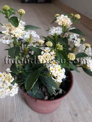 LANTANA CAMARA(Ağaç minesi) BİTKİSİ - 3