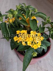LANTANA CAMARA(Ağaç minesi) BİTKİSİ - 4