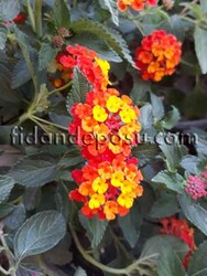 LANTANA CAMARA(Ağaç minesi) BİTKİSİ - Thumbnail