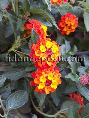 LANTANA CAMARA(Ağaç minesi) BİTKİSİ - 
