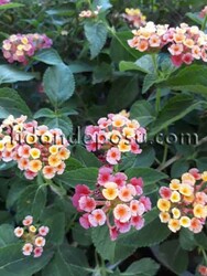 LANTANA CAMARA(Ağaç minesi) BİTKİSİ - 5