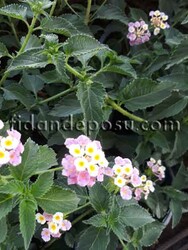 LANTANA CAMARA(Ağaç minesi) BİTKİSİ - 6