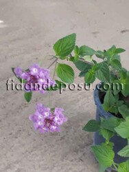 LANTANA CAMARA(Ağaç minesi) BİTKİSİ - 7