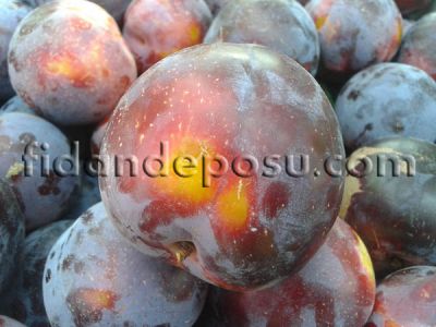 LARODA ERİK FİDANI - 
