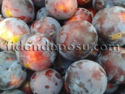 LARODA ERİK FİDANI - 2
