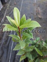  - LAURUS NOBILIS (Defne) BİTKİSİ