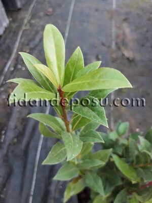 LAURUS NOBILIS (Defne) BİTKİSİ - 