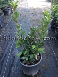 LAURUS NOBILIS (Defne) BİTKİSİ - 2