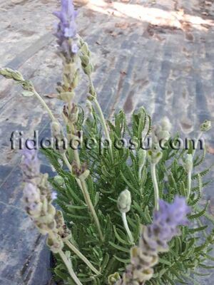 LAVANDULA DENTATA (Lavandula) BİTKİSİ - 