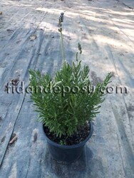 LAVANDULA DENTATA (Lavandula) BİTKİSİ - 2