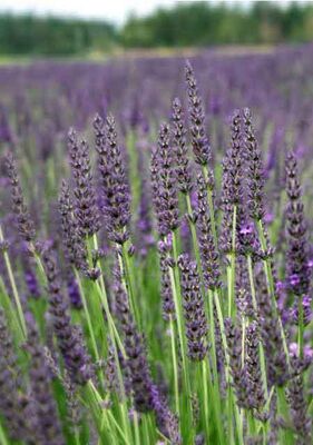  - LAVANDULA x İNTERMEDİA'GROSSO' (Lavanta) BİTKİSİ