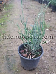 LAVANTA (Lavandula Officinalis) FİDANI - 2