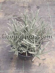 LAVANTA (Lavandula Officinalis) FİDANI - Thumbnail