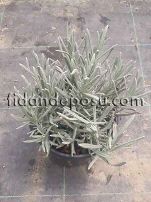  - LAVANTA (Lavandula Officinalis) FİDANI