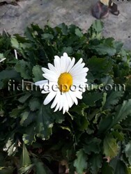 LEUCANTHEMUM X SUPERBUM (Margarit papatya) BİTKİSİ - 