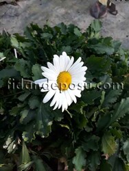 LEUCANTHEMUM X SUPERBUM (Margarit papatya) BİTKİSİ - Thumbnail