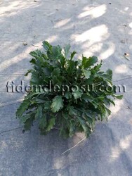 LEUCANTHEMUM X SUPERBUM (Margarit papatya) BİTKİSİ - 2