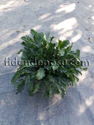 LEUCANTHEMUM X SUPERBUM (Margarit papatya) BİTKİSİ - Thumbnail