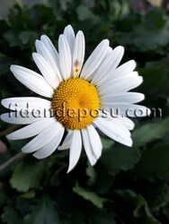 LEUCANTHEMUM X SUPERBUM (Margarit papatya) BİTKİSİ - Thumbnail