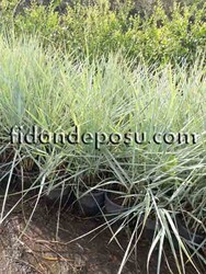 LEYMUS ARENARIUS'BLUE DUNE'(Lyme otu) BİTKİSİ - 2