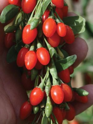 LİFEBERRY GOJİBERRY FİDANI - 
