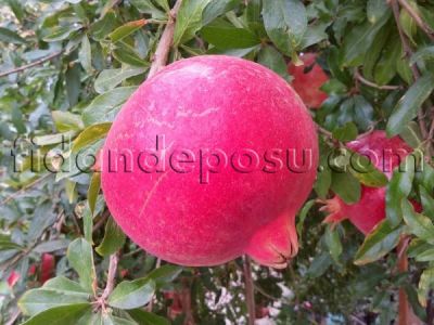 LİFON NAR FİDANI - 