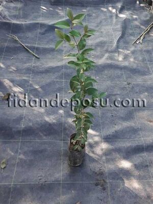  - LIGUSTRUM JAPONICUM (Japon kurtbağrı) BİTKİSİ