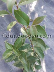LIGUSTRUM JAPONICUM (Japon kurtbağrı) BİTKİSİ - 2