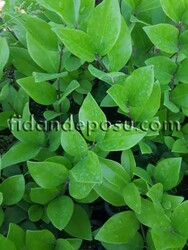  - LIGUSTRUM JAPONICUM TEXANUM(Kurtbağrı) BİTKİSİ