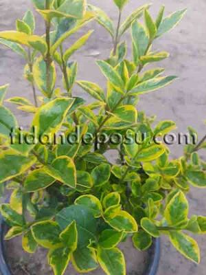LIGUSTRUM OVALIFOLIUM 'VARIEGATUM'(Alacalı Yaprak döken kurtbağrı) BİTKİSİ - 