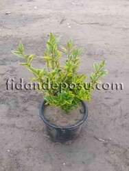 LIGUSTRUM OVALIFOLIUM 'VARIEGATUM'(Alacalı Yaprak döken kurtbağrı) BİTKİSİ - Thumbnail