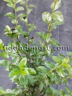 LIGUSTRUM OVALIFOLIUM (Yaprak döken kurtbağrı) BİTKİSİ - 