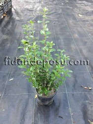 LIGUSTRUM OVALIFOLIUM (Yaprak döken kurtbağrı) BİTKİSİ - 2