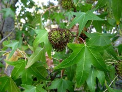 LIQUIDAMBAR ORIENTALIS (Anadolu sığlası) - Thumbnail