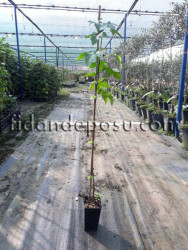 LIQUIDAMBAR ORIENTALIS (Anadolu sığlası) - 2
