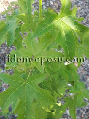 LIQUIDAMBAR STYRACIFLUA (Amerikan sığlası)BİTKİSİ - 