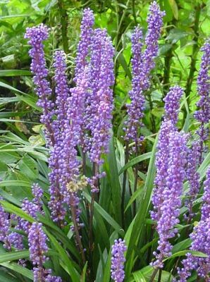  - LIRIOPE MUSCARI (Çim zambağı)